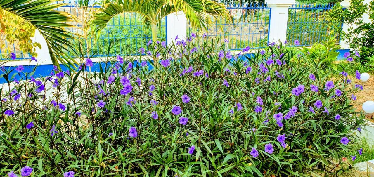 Kelly Guest House Praia Ngoại thất bức ảnh